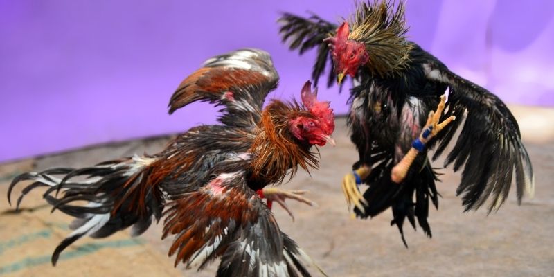 sum vip nổ hũ tiếng anh là gì