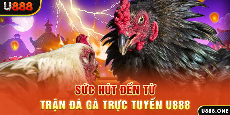 hòn gà chọi