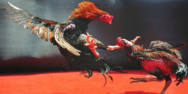 sum vip đăng nhập nổ hũ số 1