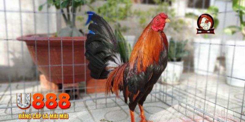 sum vip tải nổ hũ trên máy tính