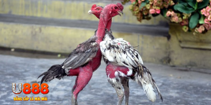 sum vip bàn cầu điểm số tay trước trong baccarat là gì