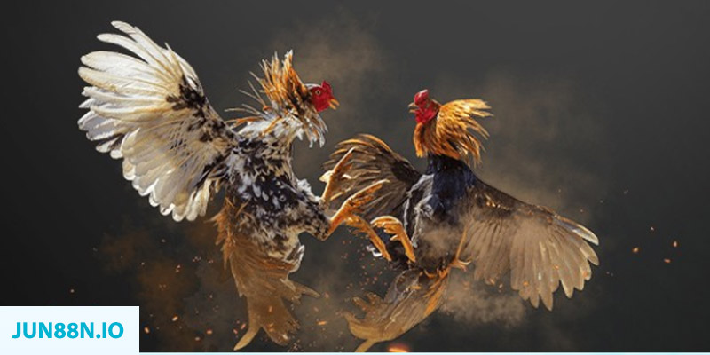 sum vip đăng nhập sòng bạc miễn phí