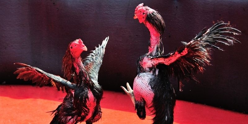 sum vip Spribe Điện Tử